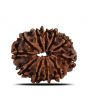 11 Mukhi Rudraksha (Nepal) 23.68 MM