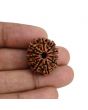11 Mukhi Rudraksha (Nepal) 23.68 MM