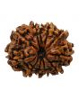 11 Mukhi Rudraksha (Nepal) 24.77 MM