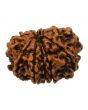 11 Mukhi Rudraksha (Nepal) 24.77 MM