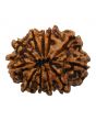 11 Mukhi Rudraksha (Nepal) 24.77 MM