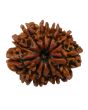 11 Mukhi Rudraksha (Nepal) 24.52 MM