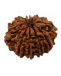 11 Mukhi Rudraksha (Nepal) 24.52 MM