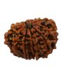 11 Mukhi Rudraksha (Nepal) 24.52 MM