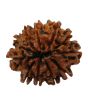 11 Mukhi Rudraksha (Nepal) 24.52 MM