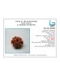 11 Mukhi Rudraksha (Nepal) 24.52 MM