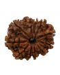 11 Mukhi Rudraksha (Nepal) 23.36 MM