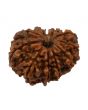 11 Mukhi Rudraksha (Nepal) 23.36 MM