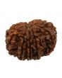 11 Mukhi Rudraksha (Nepal) 23.36 MM