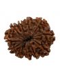11 Mukhi Rudraksha (Nepal) 23.36 MM