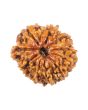 11 Mukhi Rudraksha (Nepal) 20.69 MM