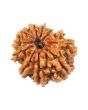 11 Mukhi Rudraksha (Nepal) 20.69 MM