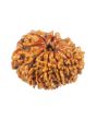 11 Mukhi Rudraksha (Nepal) 20.69 MM