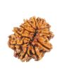 11 Mukhi Rudraksha (Nepal) 20.69 MM
