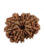 11 Mukhi Rudraksha (Nepal) 25.56 MM