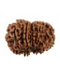 11 Mukhi Rudraksha (Nepal) 25.56 MM