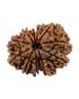 11 Mukhi Rudraksha (Nepal) 25.56 MM