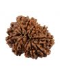 11 Mukhi Rudraksha (Nepal) 25.56 MM