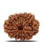 11 Mukhi Rudraksha (Nepal) 25.58 MM