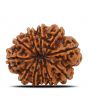 11 Mukhi Rudraksha (Nepal) 25.58 MM