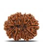 11 Mukhi Rudraksha (Nepal) 26.11 MM