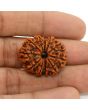 11 Mukhi Rudraksha (Nepal) 26.11 MM