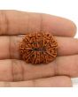 11 Mukhi Rudraksha (Nepal) 26.11 MM