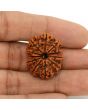 11 Mukhi Rudraksha (Nepal) 26.11 MM
