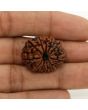 11 Mukhi Rudraksha (Nepal) 25.99 MM