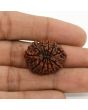 11 Mukhi Rudraksha (Nepal) 25.99 MM