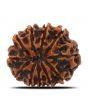 11 Mukhi Rudraksha (Nepal) 26 MM