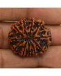 11 Mukhi Rudraksha (Nepal) 26 MM