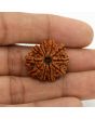 11 Mukhi Rudraksha (Nepal) 23.77 MM