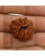 11 Mukhi Rudraksha (Nepal) 23.77 MM