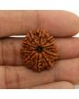 11 Mukhi Rudraksha (Nepal) 23.77 MM