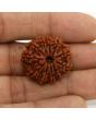 11 Mukhi Rudraksha (Nepal) 24.67 MM