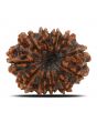 11 Mukhi Rudraksha (Nepal) 24.13 MM