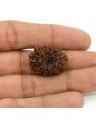 11 Mukhi Rudraksha (Nepal) 24.13 MM