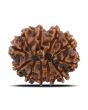 11 Mukhi Rudraksha (Nepal) 26.25 MM