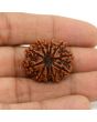 11 Mukhi Rudraksha (Nepal) 26.25 MM