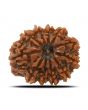 11 Mukhi Rudraksha (Nepal) 23.36 MM