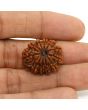 11 Mukhi Rudraksha (Nepal) 23.36 MM
