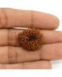 11 Mukhi Rudraksha (Nepal) 23.36 MM