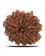 11 Mukhi Rudraksha (Nepal) 22.65 MM
