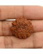 11 Mukhi Rudraksha (Nepal) 22.65 MM