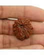 11 Mukhi Rudraksha (Nepal) 22.65 MM