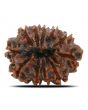 11 Mukhi Rudraksha (Nepal) 25.14 MM