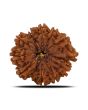 Natural 11 Mukhi Ganesh (Eleven Mukhi) Rudraksha (Nepal) 27.97 M.M.
