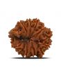 Natural 11 Mukhi Ganesh (Eleven Mukhi) Rudraksha (Nepal) 27.97 M.M.
