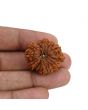 Natural 11 Mukhi Ganesh (Eleven Mukhi) Rudraksha (Nepal) 27.97 M.M.